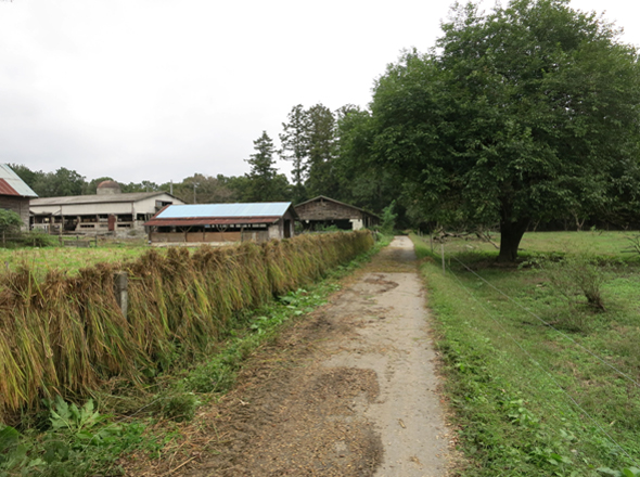 Nasu b20131018