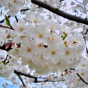 Nasu img1030 01