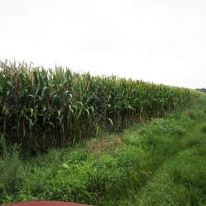 Image1s