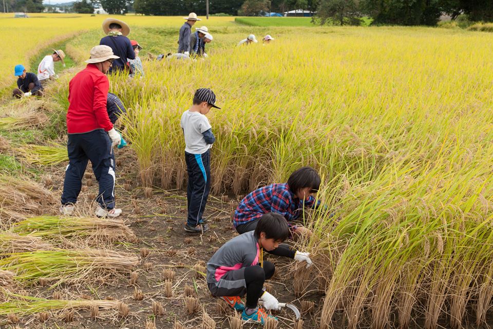 2015キャンプ稲刈り