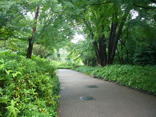 雨のけやき坂