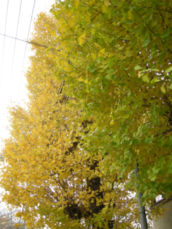 明日館前の紅葉