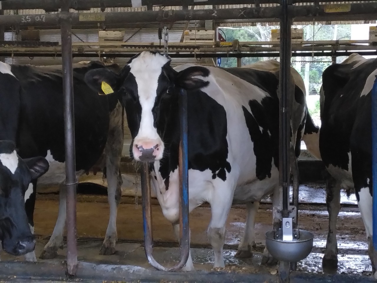 LINE ALBUM 那須農場2024年9月(村田) 241001